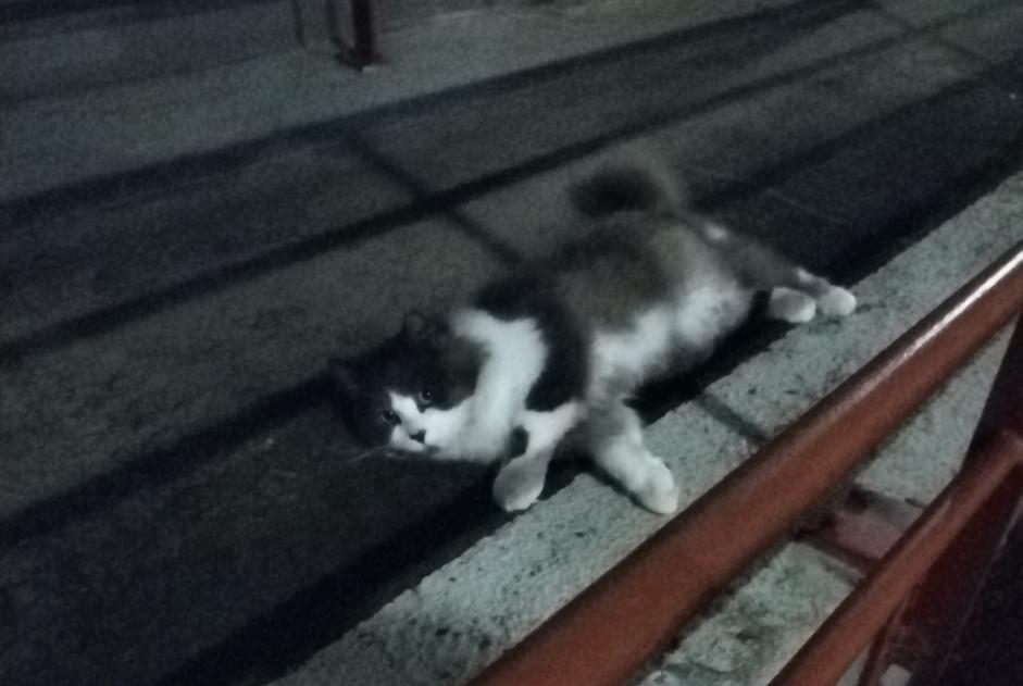 Alerte Découverte Chat Inconnu Limoges France